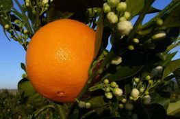 Naranja biológica