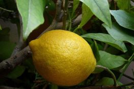 Limón biológico